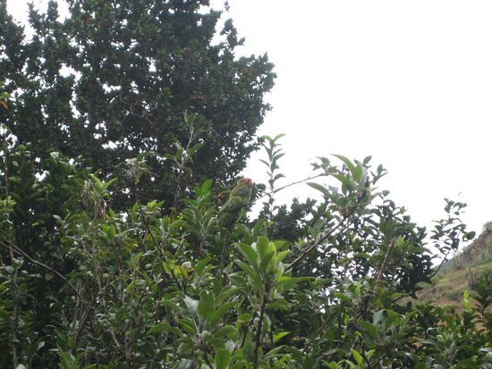 Zwei Papageien gab es hier auch zu sehen - findest du sie?