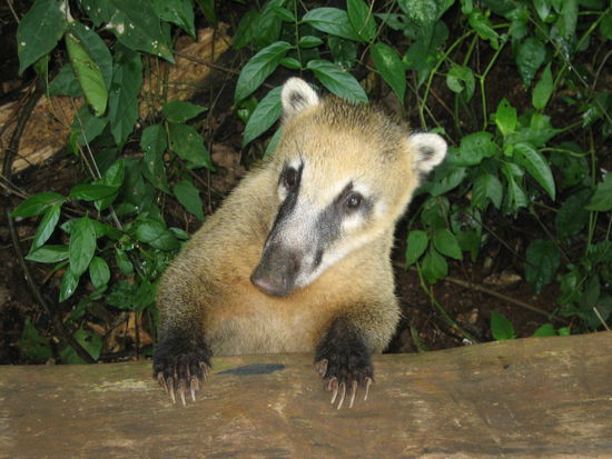 Totaaal nietlich, die Dinger!