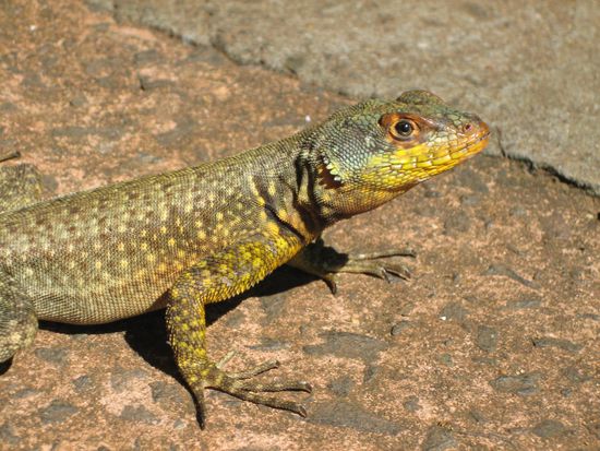 Der hat schön viel zu essen mit all den Schmetterlingen, kein wunder, dass er auch so bunt ist