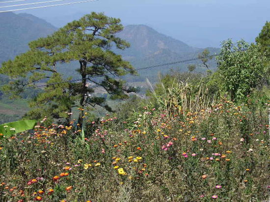 hin und wieder, waren neben den unzaehligen variationen von gruen auch bluehende pflanzen zu entdecken. eine farbenpracht uebrigens, in einigen reisefuehrern wird die provinz mae hong son mit der schweiz verglichen. berge und seen....