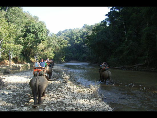 das elefantenreiten im river auf der trekking tour. ich glaube diese tiere brauchen eine gewisse 'freiheit' die einen bevorzugten die ganze strecke im wasser zu waten, die anderen bevorzugten den wechsel zwischen nass und trocken. anyway, ein erlebnis und das fuer neunzig minuten. alex, das musst du auch mal machen. nahe von lampang gibt es ein elefantencamp, wo man fuer eine woche reinschauen kann. ich weiss noch nicht, wenn ich zeit habe, denn das wuerde mich schon reizen... massige aber irgendwie auch sehr elegante tiere.