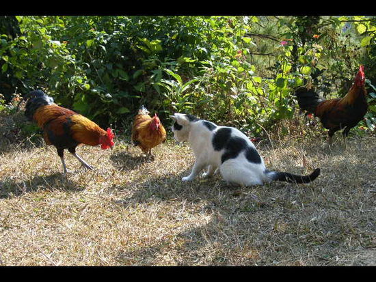 huhn und katz erfreuen sich an einem kleinen teil unserer zwischenverpflegung... und das friedlich!