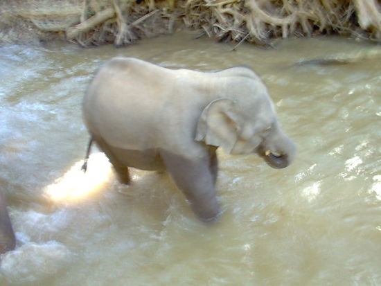 zuerst sagte ich "jeo" ein elefantenbaby. als es dann naeher kam, wurde auch aus diesem baby ein stattliches tier. anscheinend hatte es grossen spass seine artgenossen und uns im fluss zu begleiten.