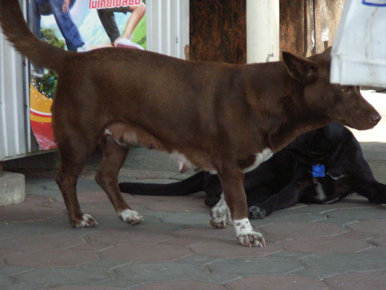 hunde und thailand, auch das waere ein kapitel. es gibt hier unzaehlige. grosse, kleine, freundliche, agressive, gepflegte, ungepflegte, gutgenaehrte, unterernaehrte...