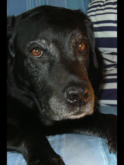 c'est un chien de la suisse, c'est nero mon ami!