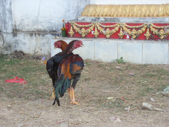 chickenkampf im park vom that luang.