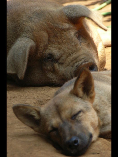 ein entspanntes und friedliches miteinander von hund und schwein. laid back for the people's, laid back for the animals...