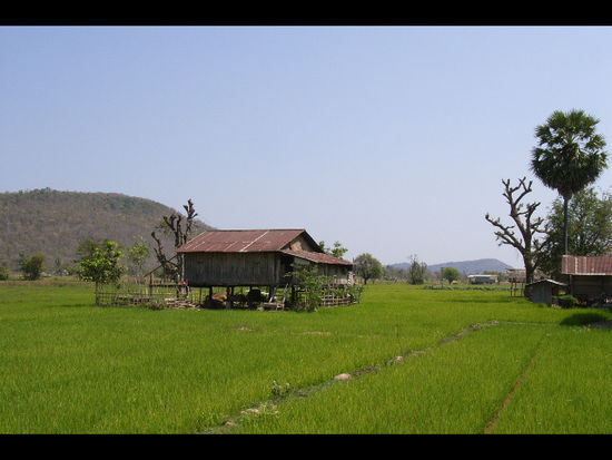 reisfelder auf don khong island