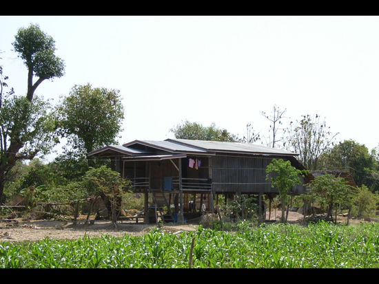 leben auf don khong, im vordergrund 
tee (glaube ich zumindest...).