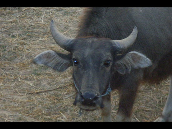 in laos schien mir ausser den tuk tuk's alles entspannt. von den buffallos ueber die menschen bis zu den busfahrten...