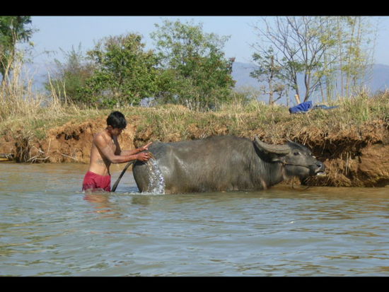 buffalos mit tierfreundlichen haltern erhalten jeden tag ein bad in einem der vielen kanaele des inle-lake und wie man sieht geniesst es dieser bueffel sichtlich.