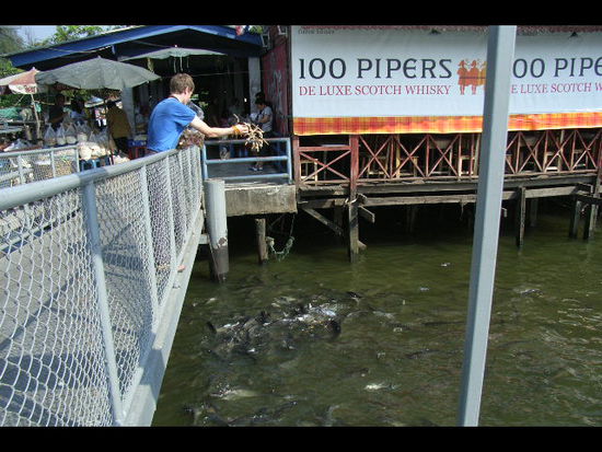 "fische fuettern": chao praya river in bangkok.