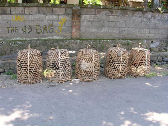 damit es den kampfhaehnen nicht langweilig wird, werden sie taeglich am strassenrand platziert, damit sie das rege treiben auf der strasse verfolgen koennen.