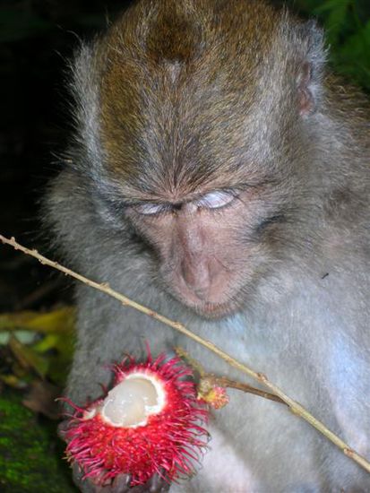 ein affe im affenwald in ubud beim verzehr der koestlichen rambutanfrucht, die ein bisschen wie lytchii schmeckt.