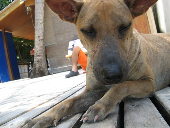 die treuen geschoepfe hunde, leben in asien mehrheitlich herrenlos, weshalb sie ein wenig aufmerksamkeit umso mehr geniessen.