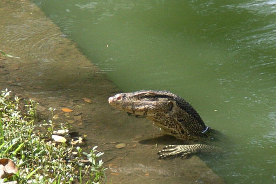 kein freund, aber irgendwie sehr sympathische tiere. leben im lumpini park in bangkok.