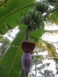 Warum, warum ist die Banane krumm?