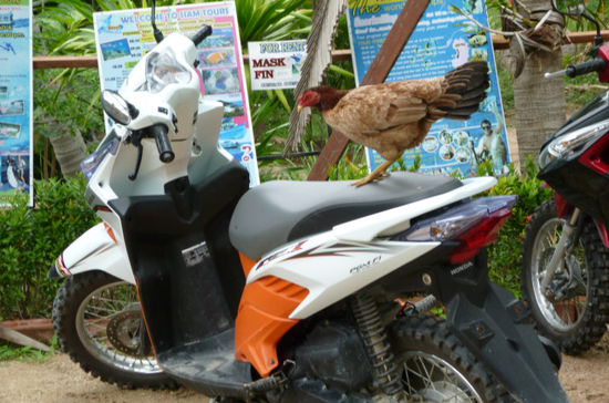 12. Man koennte eine Entdeckungstour mit dem Roller machen... (die Insel erkundigeten wir mit diesem Verkehrsmittel)