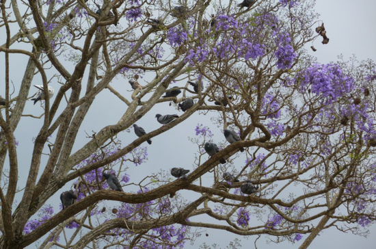 Idylle in Kalaw