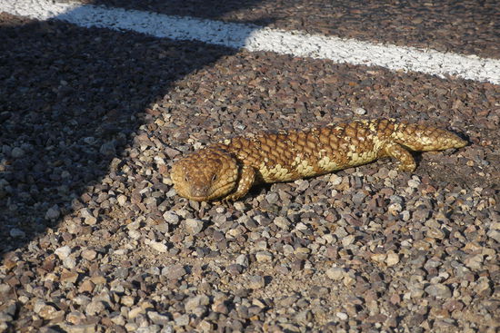 keine Ahnung wie das heisst