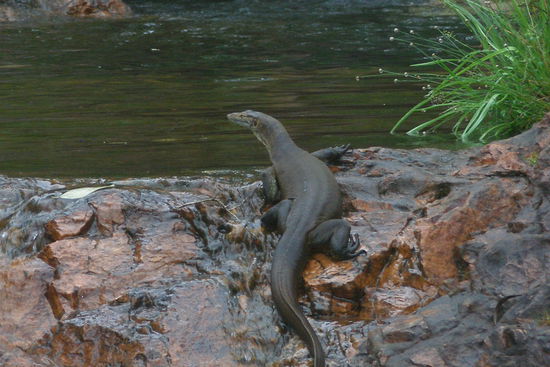 grosser (irgendein) Varan am Badeloch
