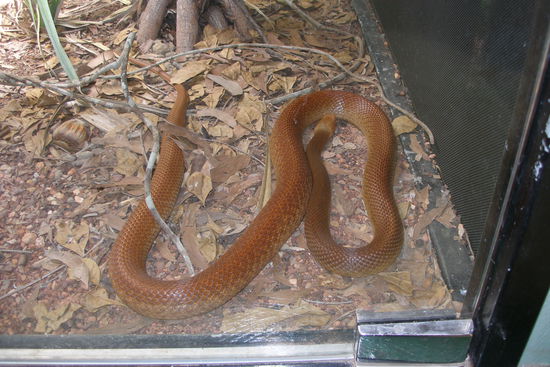 Inland Taipan