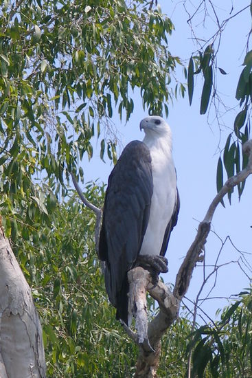 White-Tailed Seeadler