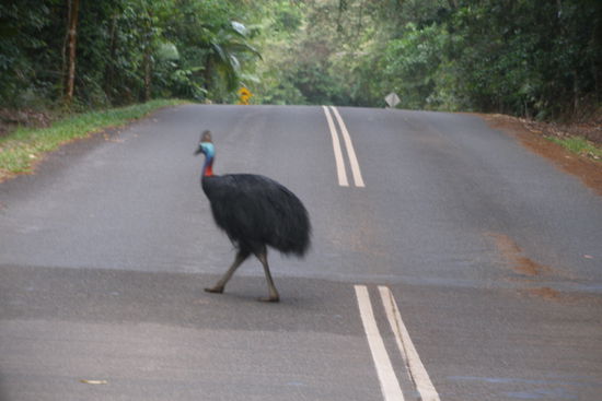 Kassowary auf der Strasse