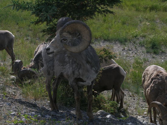 die beschriebenen Boecke 