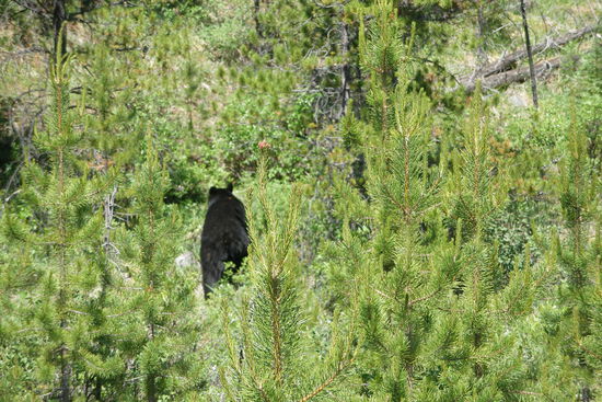 das Beweisphoto.....Mr Bear!!