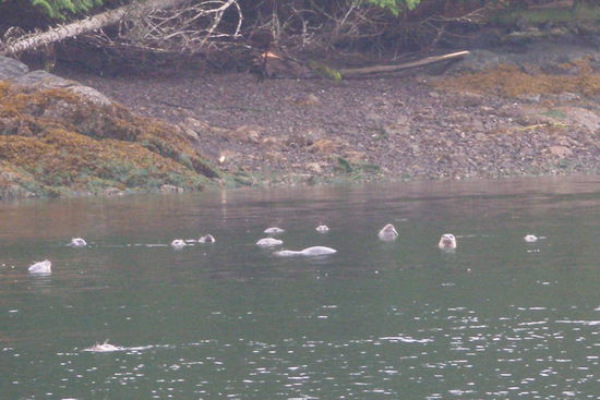 eine ganze Familie Seeotter