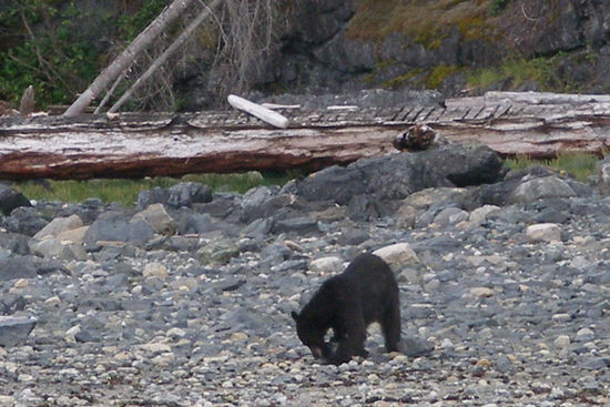 Baer bei Futtersuche