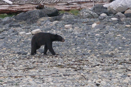 gleicher Baer, immernoch bei Futtersuche.