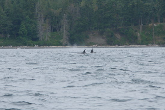 2 Orcas