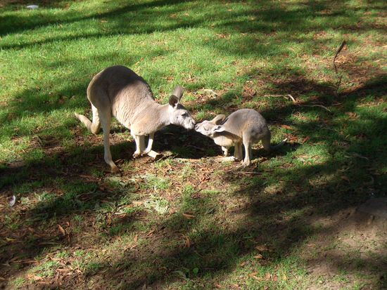 ...ueberall wo man hinguckt ist Liebe...sind sie nicht suess