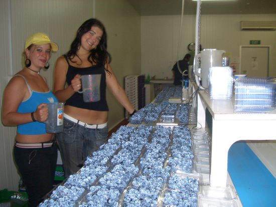 ...ja wir waren die Profis im Blaubeereinfuellen und mampfen...das war nur ne Arbeit von zehn Minuten also koennt ihr euch ja vorstellen wieviele Blaubeeren wir so am Tag verpackt haben...