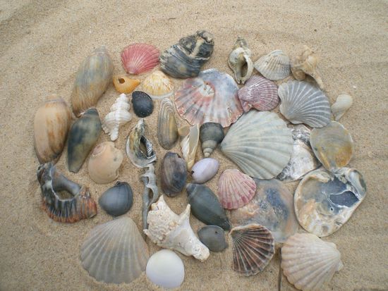 ...viele schoene Muscheln, die man hier am 90-Meilen Strand findet...ob wir die wohl mitnehmen duerfen?...