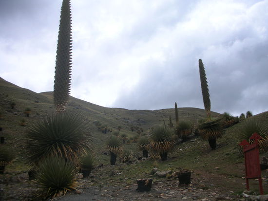 Spezielle Pflanze: Puyas Raymondi