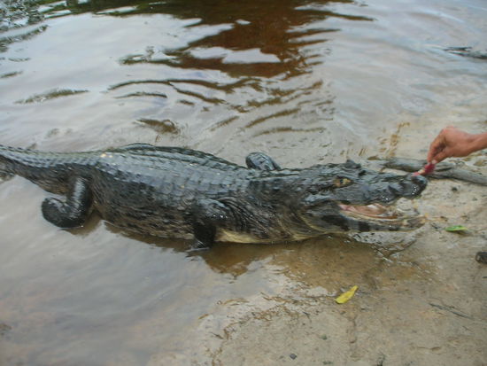 Ein lebendiger Aligator....