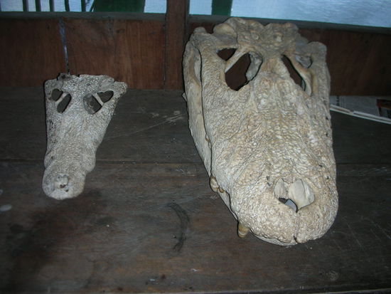 ...ein toter Aligator mit seinem toten Freund dem Kaiman