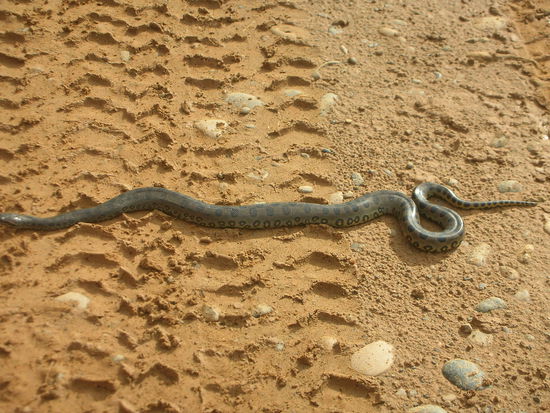 Hier ein kleines Exemplar einer Anaconda