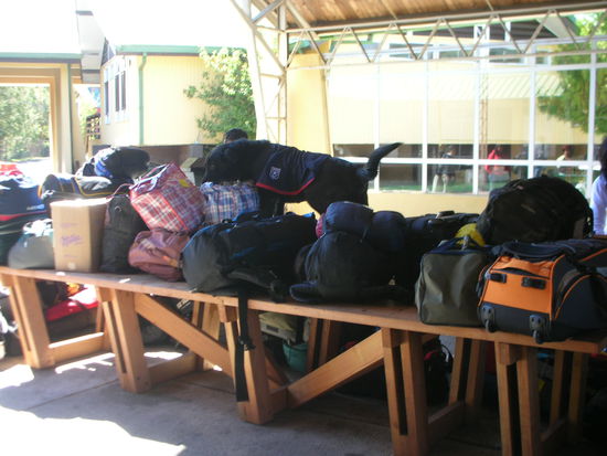 So das ist am Zoll, wo ein Labrador unser Gepaeck beschnuefelte.