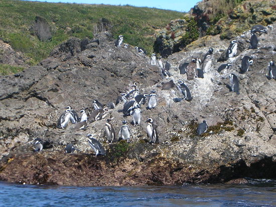 So, hier besuchten wir unsere Freunde, die   Pinguine...