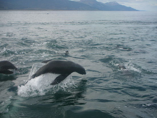 das is ein Seeloewe der dem Schiff nachschwamm