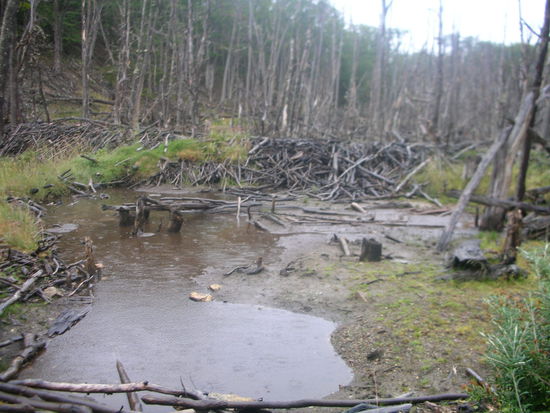 Hier sieht man den Biberbau.
