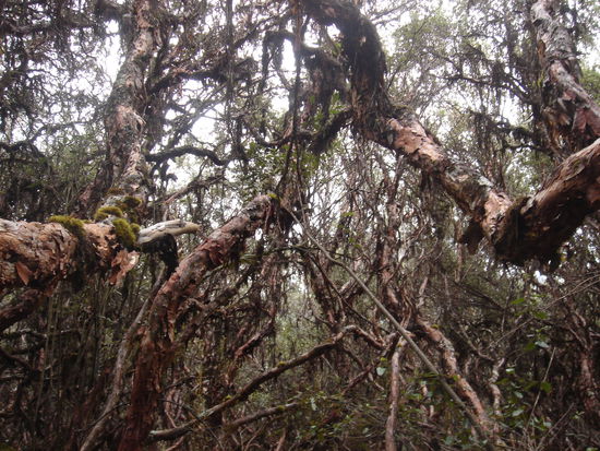 Komischer Wald. Dies waere ein Paradies fure Affen