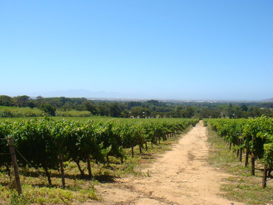 Riesige Flaechen von Reben. Hier wird alles noch von Hand abgenommen
