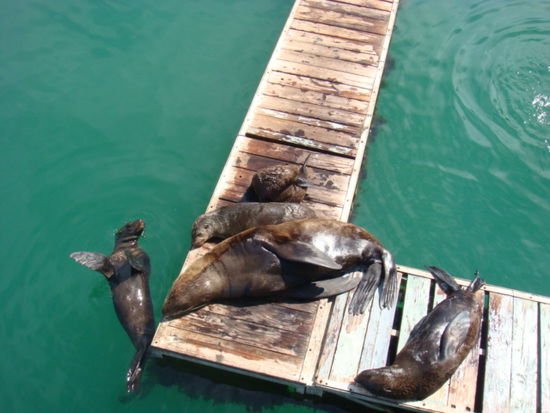Die Seeloewen am Hafen