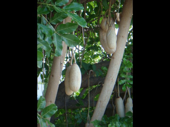 Davids Lieblingsbaum der Sausagetree