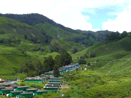 "BOH" Teeplantage mit den Haeusern der Arbeiter